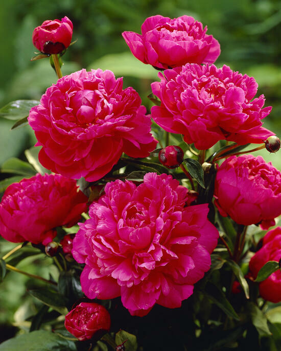 Алмазная мозаика 40x50 2KMB-4036