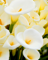 Без бренда «Белые каллы» в Барнауле 