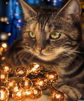 Без бренда «2KXSB-0678» в Барнауле 