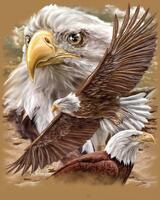 Без бренда «Коробка 20 шт: Орёл крупным планом» в Барнауле 