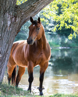 Без бренда «Коробка 20 шт: Лошадь у дерева» в Барнауле 