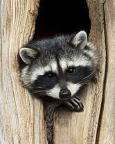 Без бренда «Енот в дупле» в Барнауле 