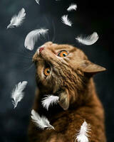 Без бренда «Кот среди перышек» в Барнауле 