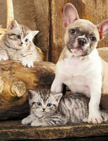 Без бренда «Милый щенок французского бульдога и два котёнка» в Барнауле 